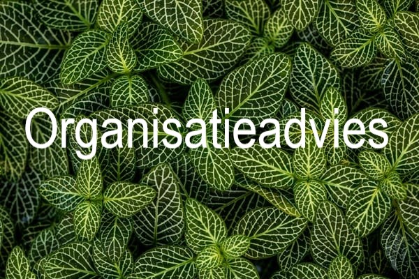 organisatieadvies-3